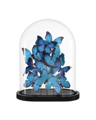 Butterflies8070656