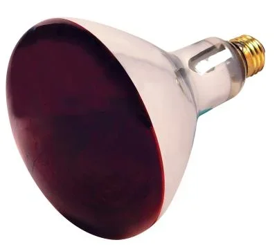 Light Bulb042484