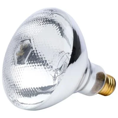 Light Bulb2342106
