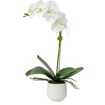 Orchid6972473